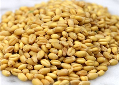 White Sonora Wheat